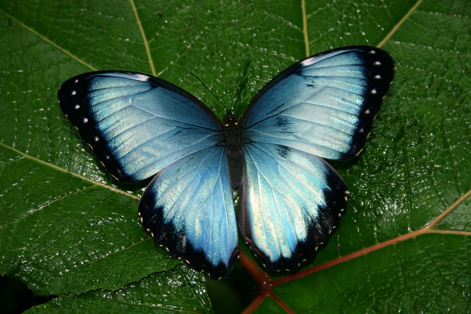 Rambling 'round the Rainforest: The most beautiful butterfly in the world!